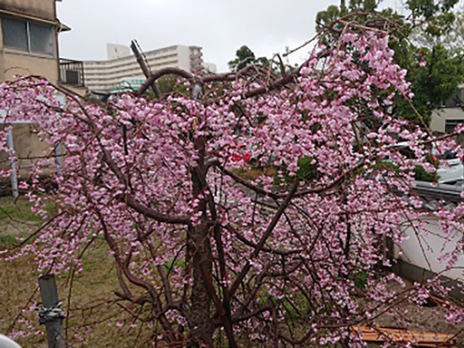 唐人町妙法寺のしだれ桜