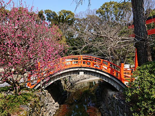 下賀茂神社の梅の花