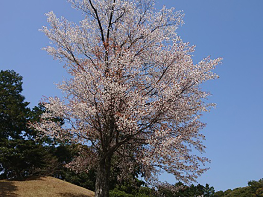 糸島市雷山のソメイヨシノ